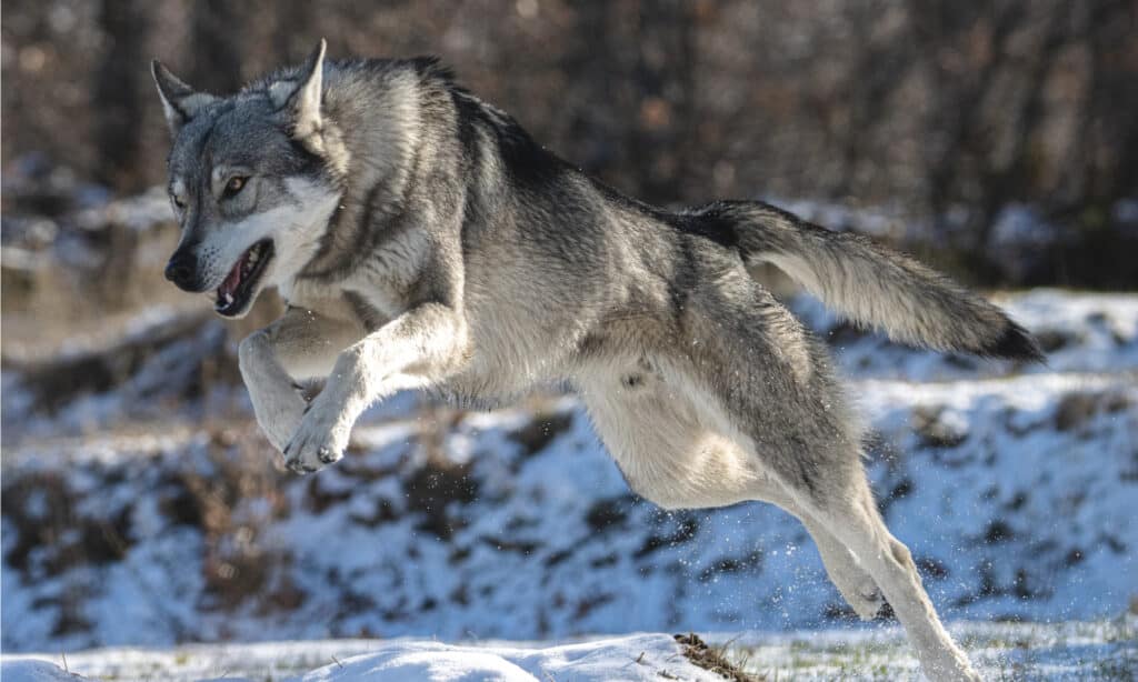 A wolf running and jumping on snow.