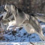 A wolf running and jumping on snow.