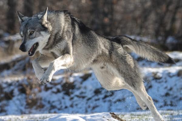 A wolf running and jumping on snow.