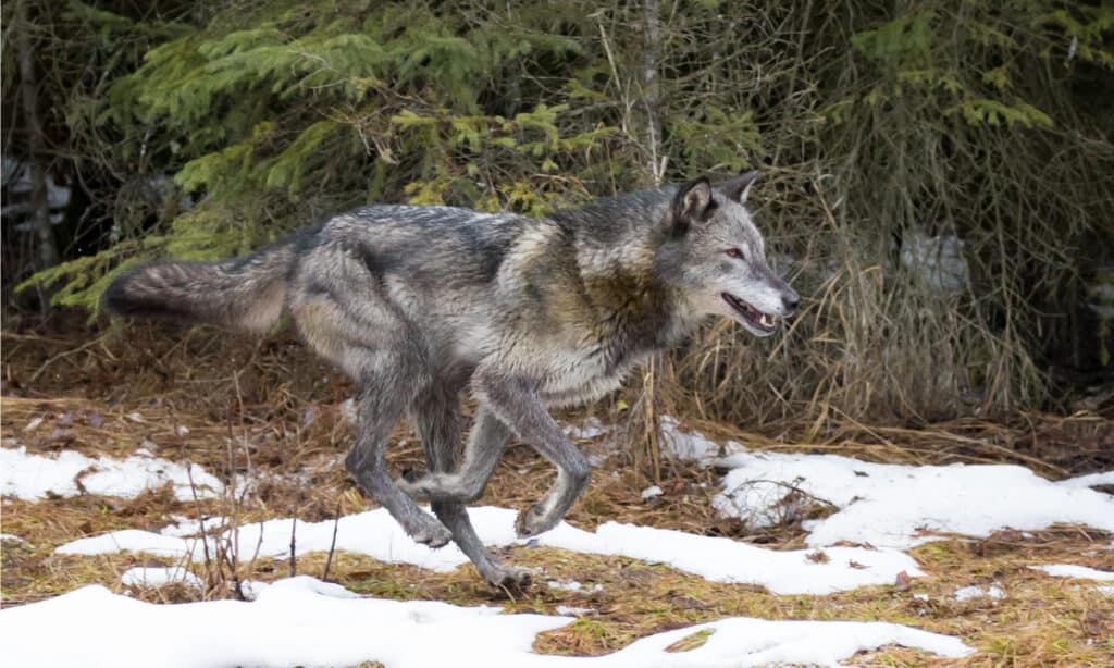 Dark grey wolf running out of the forest in winter.
