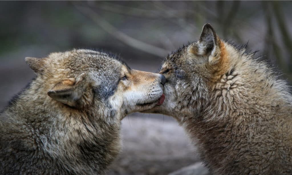 Gray wolves greeting each other.