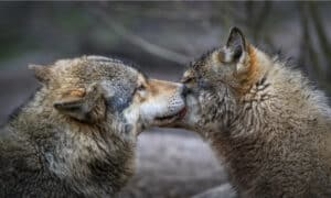 Wolves Listening How Do Wolves Communicate? - A-Z Animals