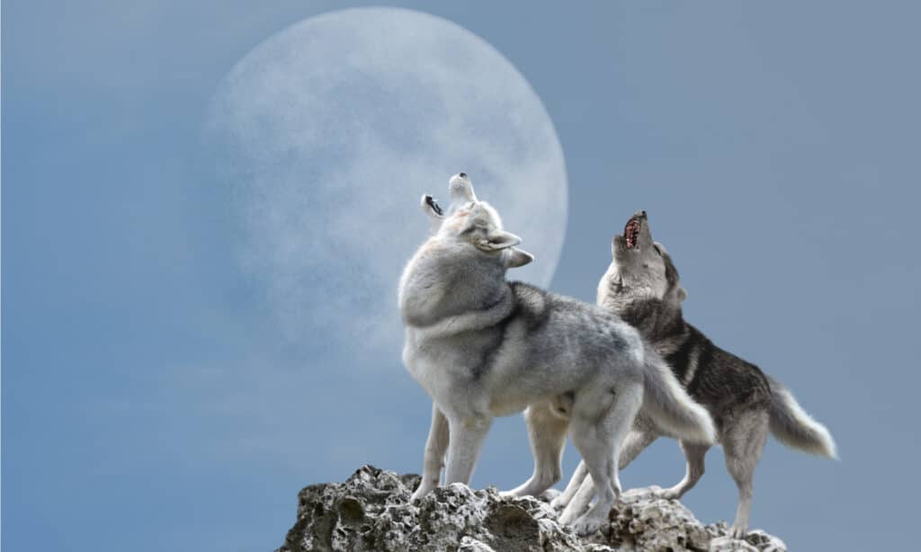 Wolf Quiz - What is Special About These Family Animals? - A-Z Animals