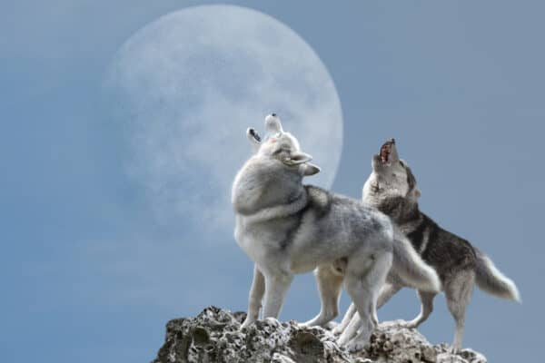 Two wolves howl at the moon.