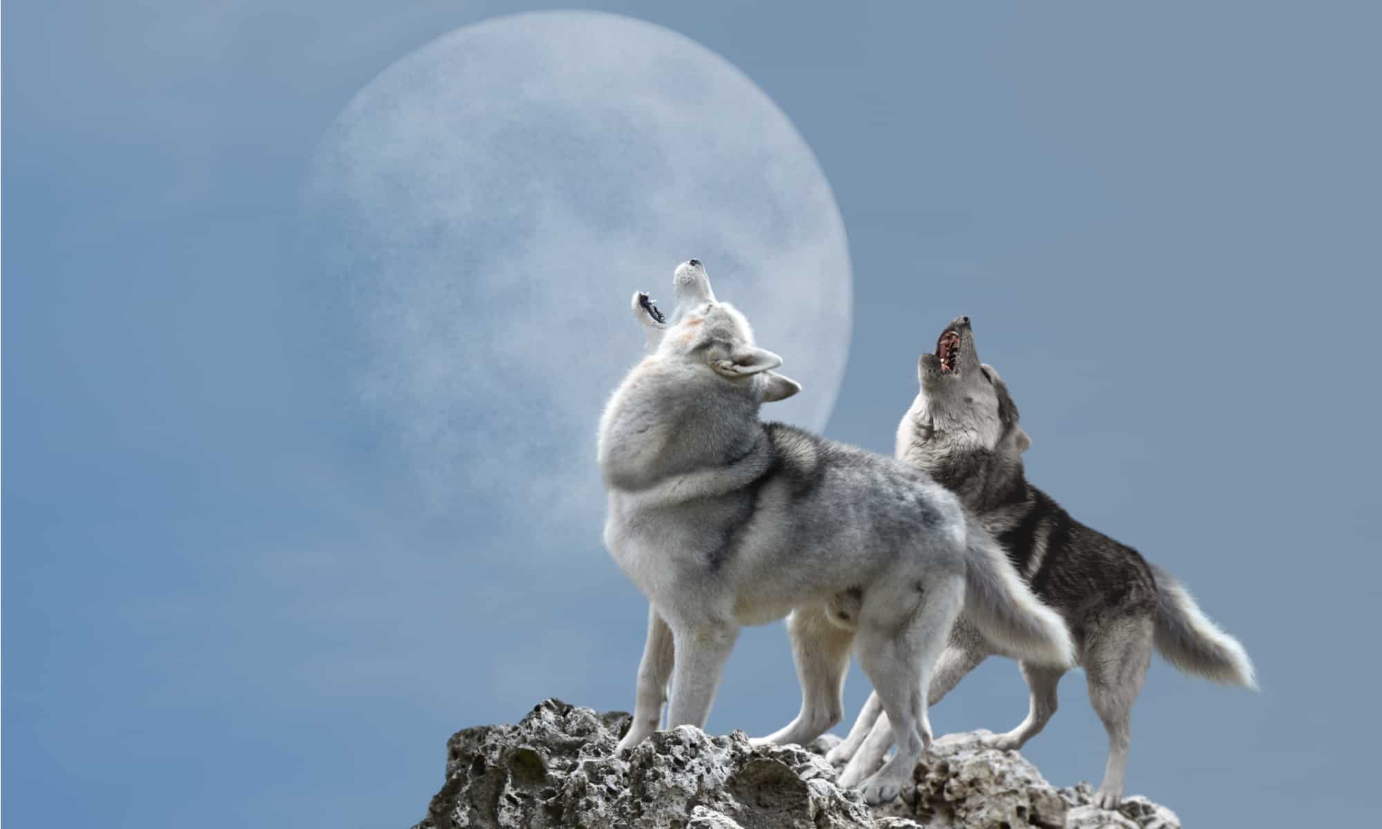 Wolf Quiz - What is Special About These Family Animals? - A-Z Animals