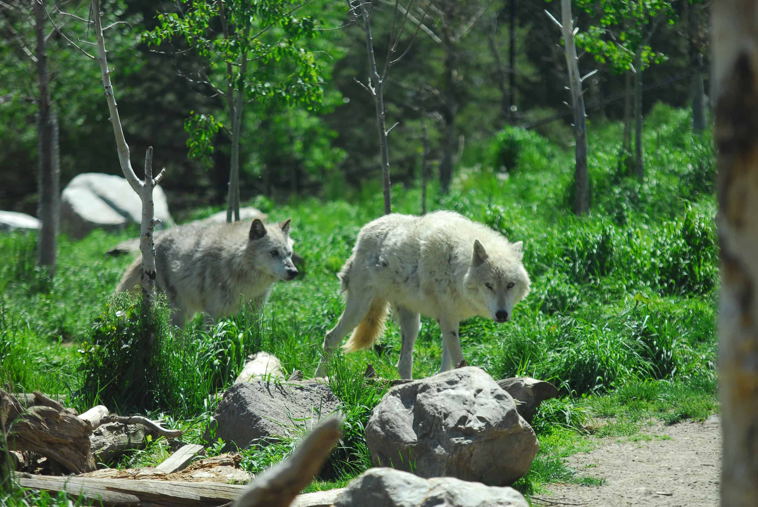 Pair of gray wolves in Yellowstone National Park.