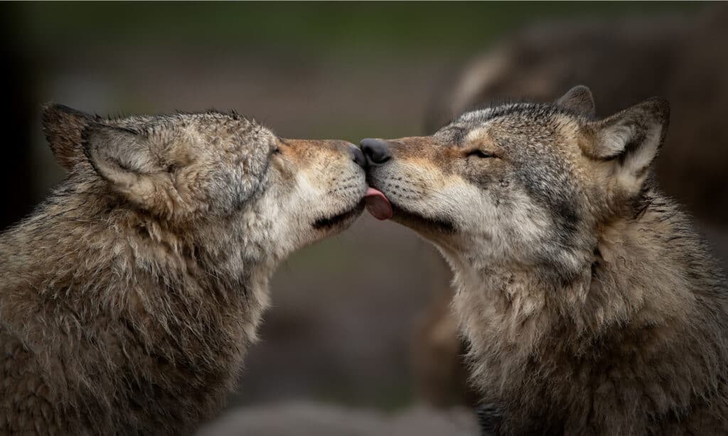 Two wolves greeting each other.