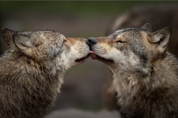 Two wolves greeting each other.