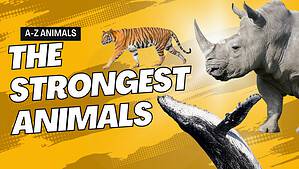 The 10 Absolute Strongest Animals on Earth: Pure Force Picture