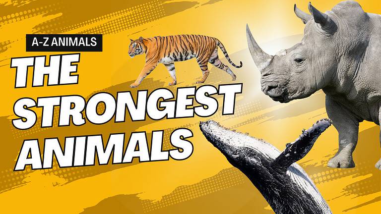 The 10 Absolute Strongest Animals on Earth: Pure Force From Land to Sea ...