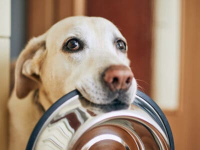 A The Best Victor Grain-Free Dog Food: Ranked