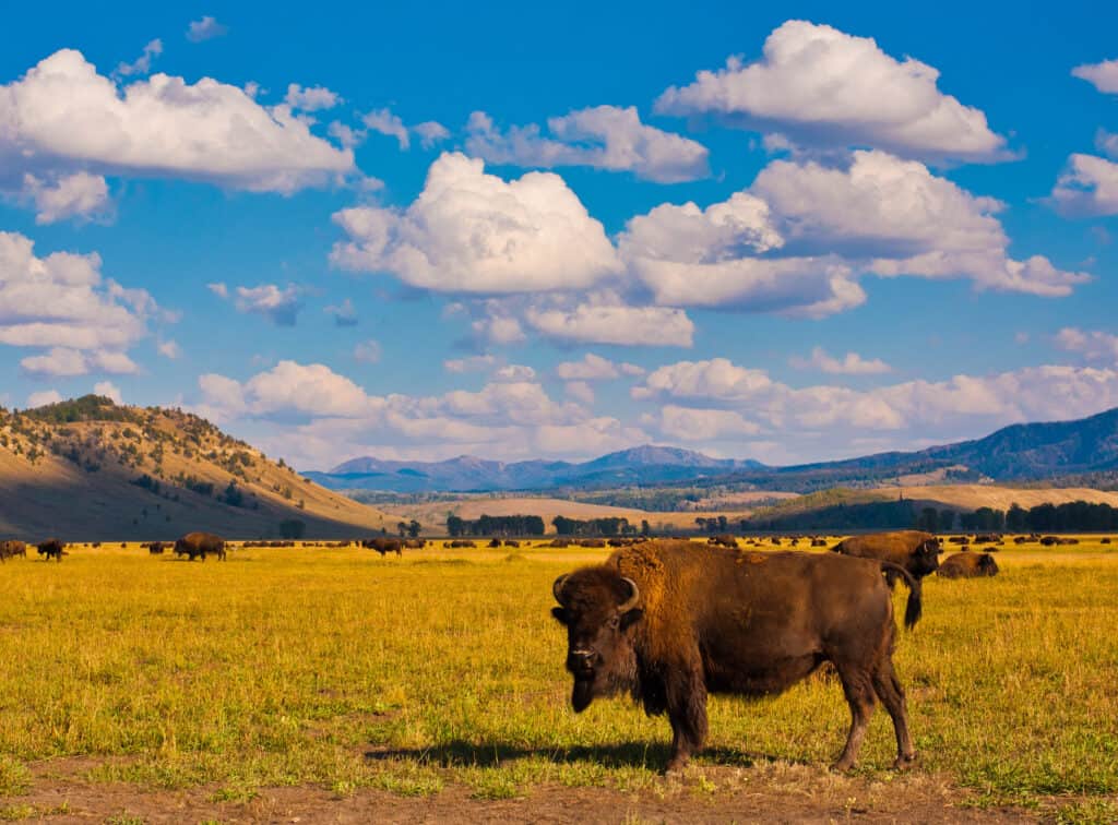 animals in Yellowstone National Park