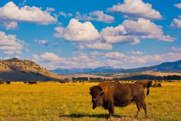 Yellowstone National Park