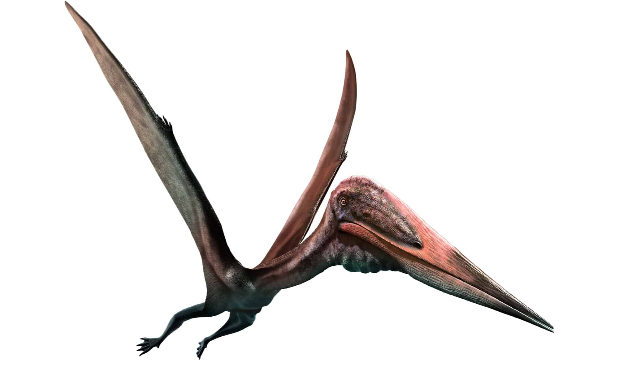 Птеранадон. Кетцалькоатль птеродактиль. Чжэцзянгоптер Птерозавр. Птеродактиль мелового периода. Птеродактиль 2д.