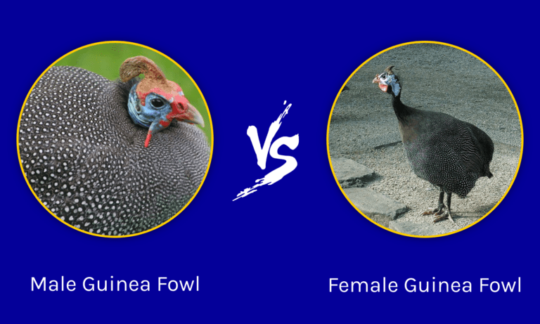 Male vs Female Guinea Fowl: What Are The Differences? - Wiki Point