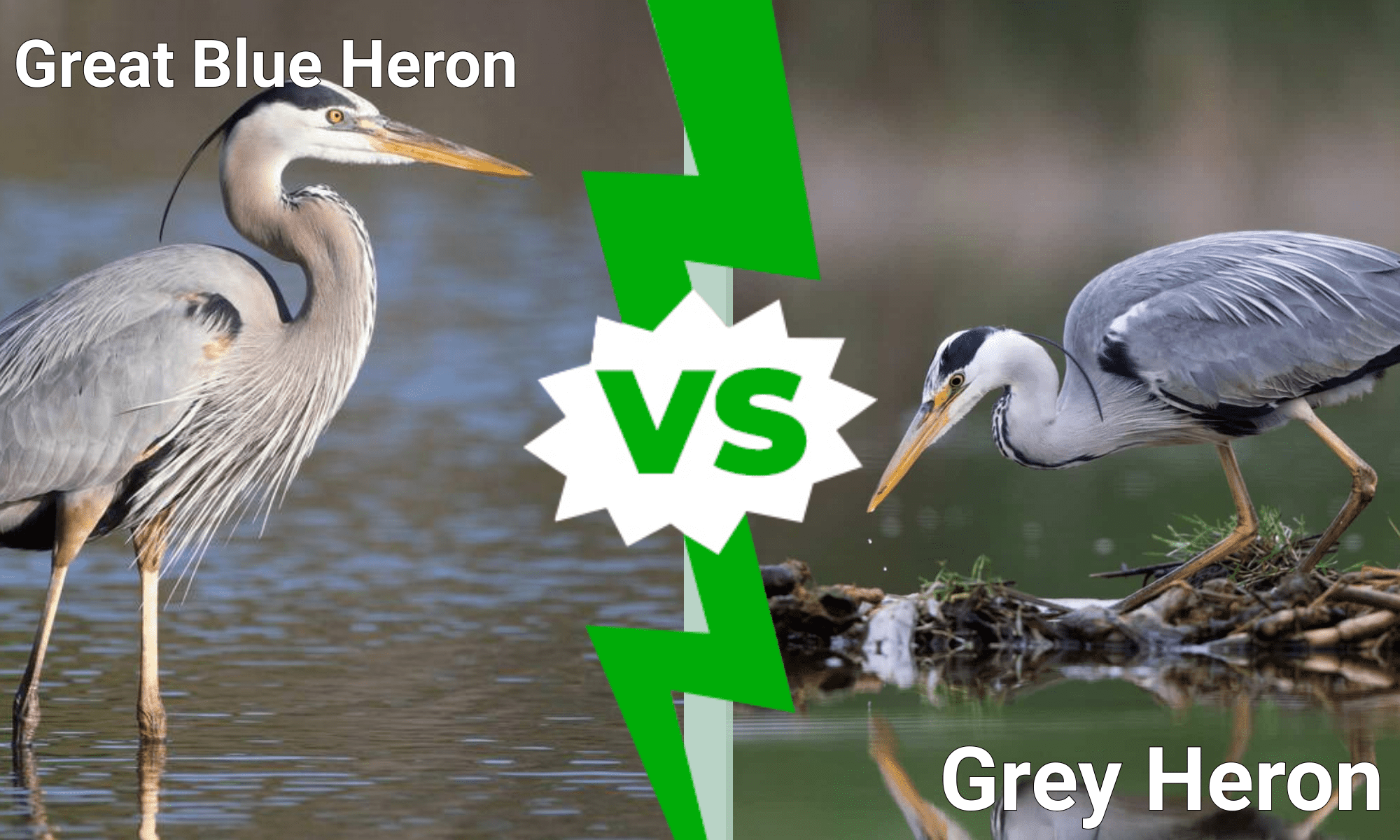 Grey Heron Vs Great Blue Heron A Z Animals   A8c04a0d0c4cdc9d02c653c70588a27099985b18 