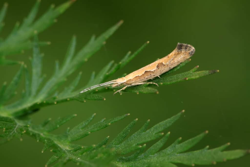 diamondback moth on a green leaf