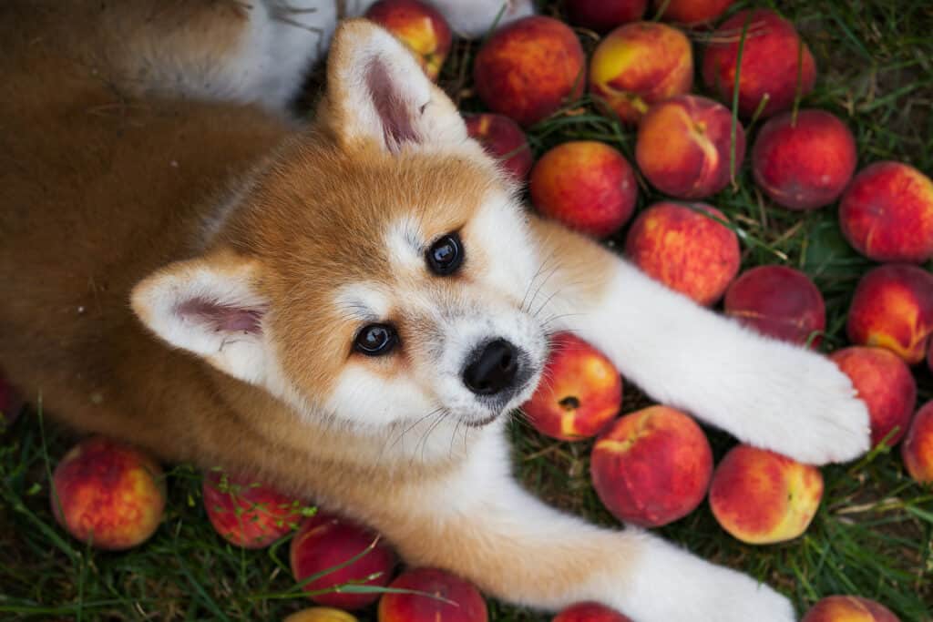 young akita pup with peaches looking up at camera