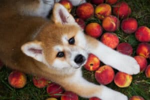 Can Dogs Eat Peaches? Are They Good or Bad? Picture