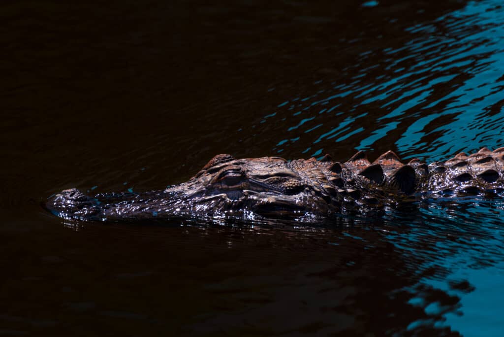 alabama alligator