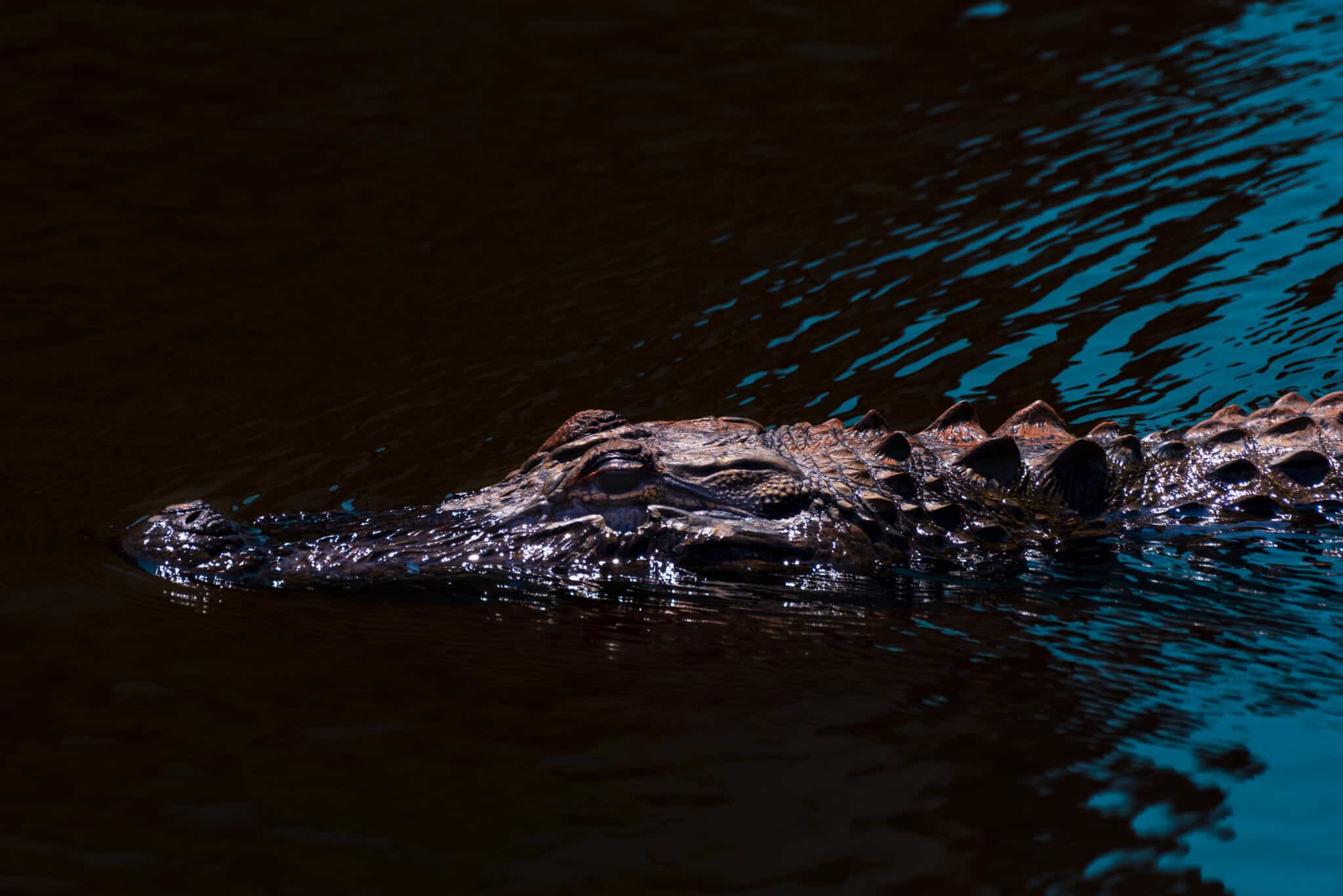 Here's Why Alligator Populations Are Exploding Across Alabama W3schools