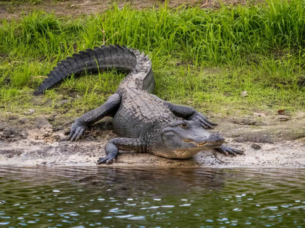 An American alligator (Alligator mississippiensis) resting in swamp waters.