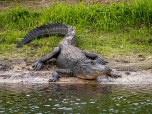 Easy Lunch: Watch This Sneaky Alligator Commit Grand Larceny and Steal a Fisherman’s Catch Picture