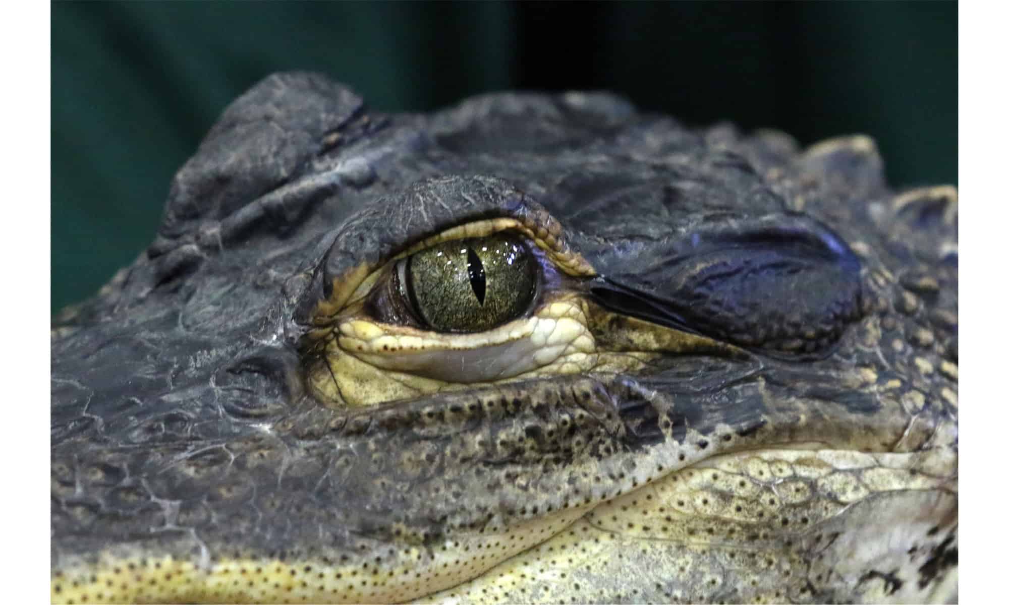 Closeup of an alligator's eye
