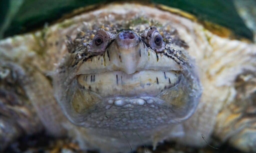 Male vs Female Snapping Turtle