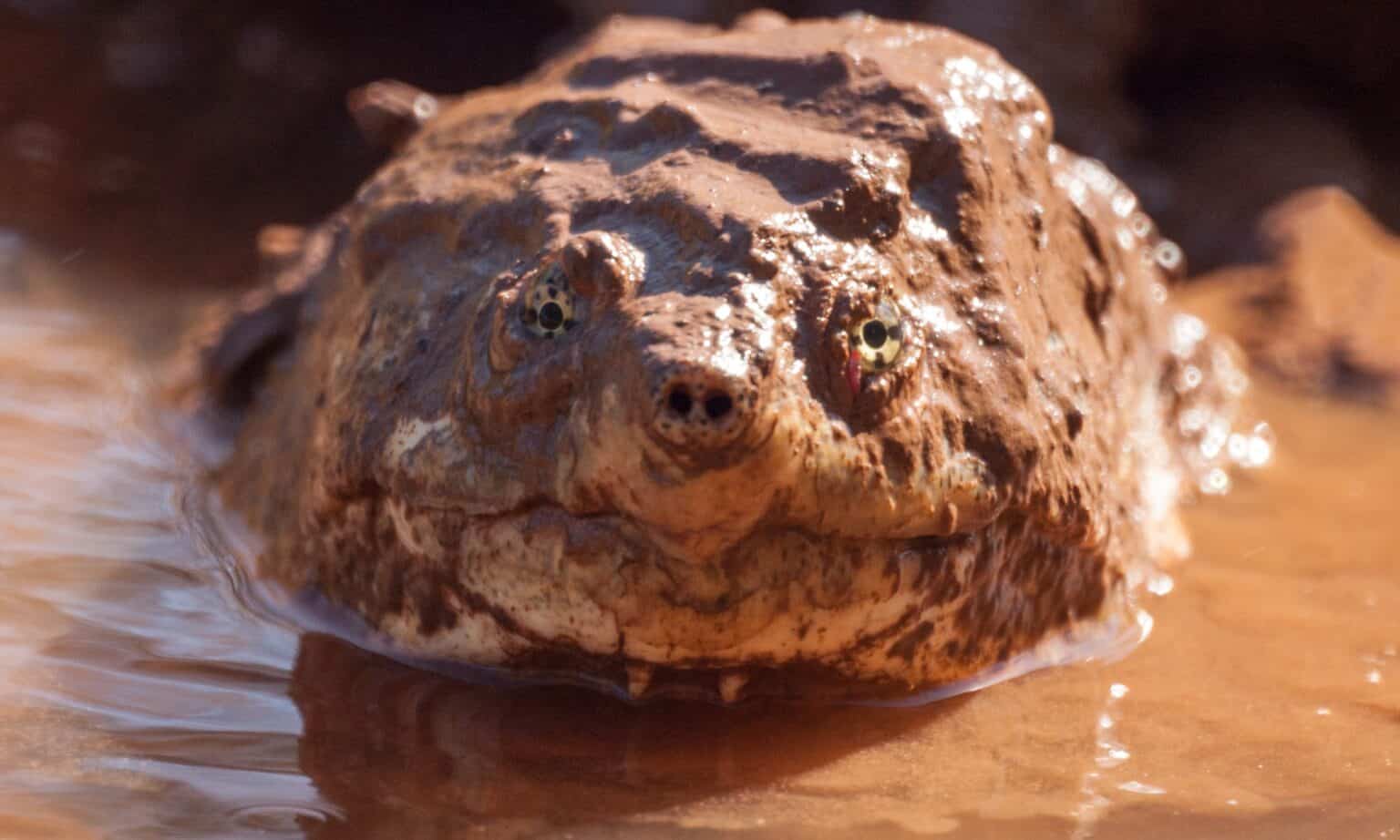 Largest Turtle Ever? Man Snags a Mammoth 200-Pound Beast - A-Z Animals