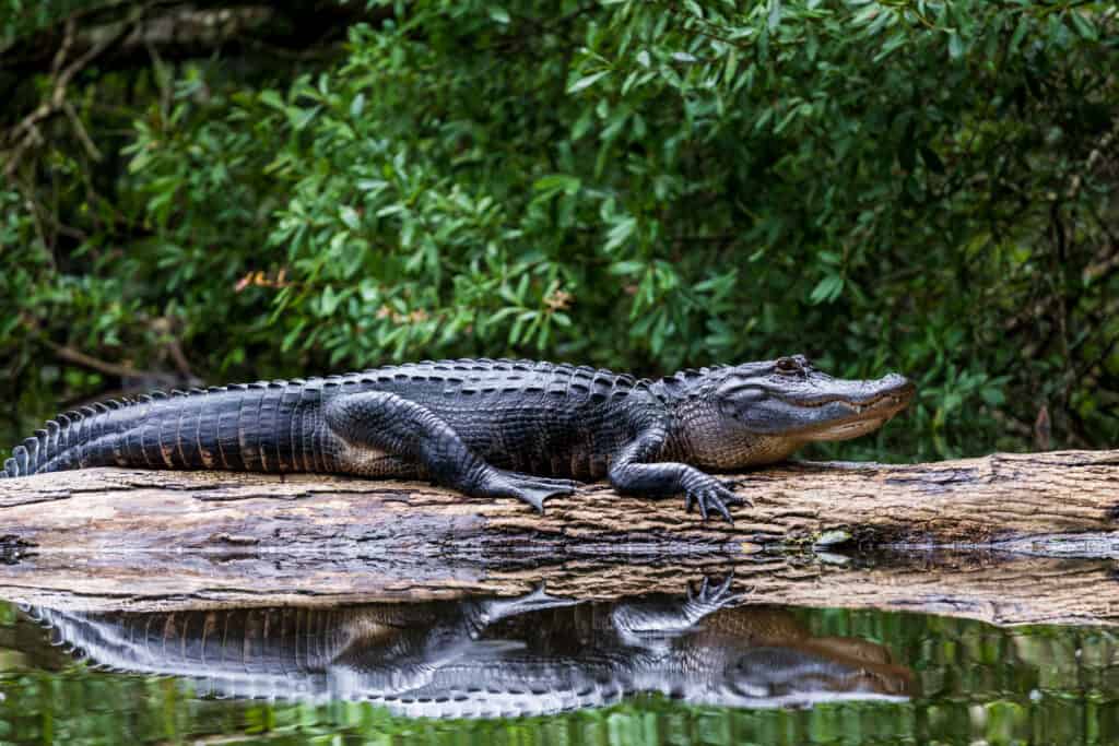 American alligator chilling