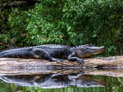 A Florida vs. Louisiana: Which State Is More Alligator-Infested?