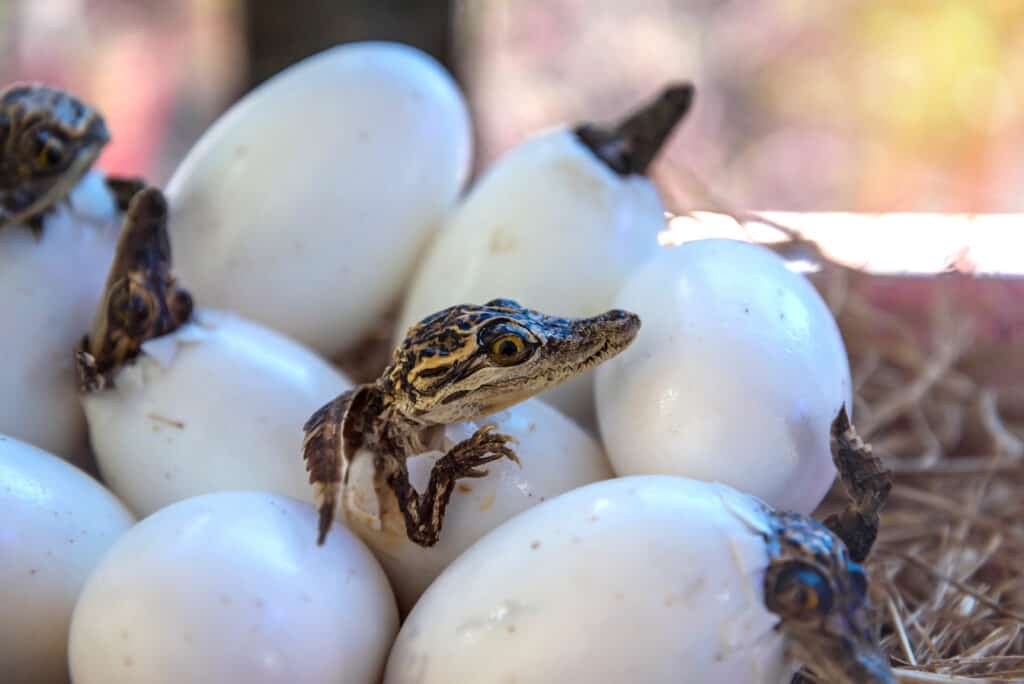 alligator eggs