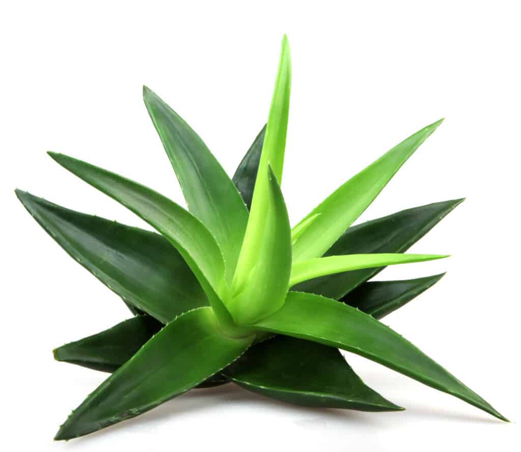Aloe Vera plants are super common as houseplants or grown for medicinal purposes. However, most people don't know that Aloe Vera plants are just one among many aloes!