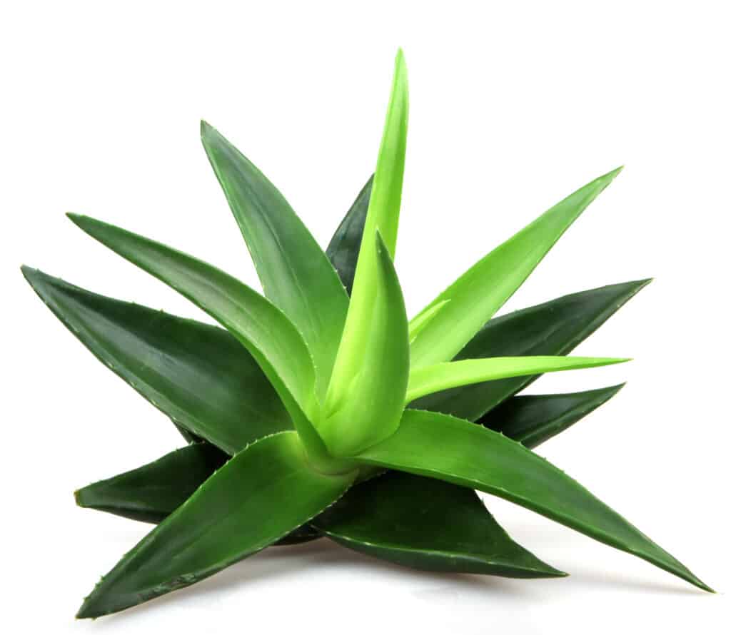 aloe vera