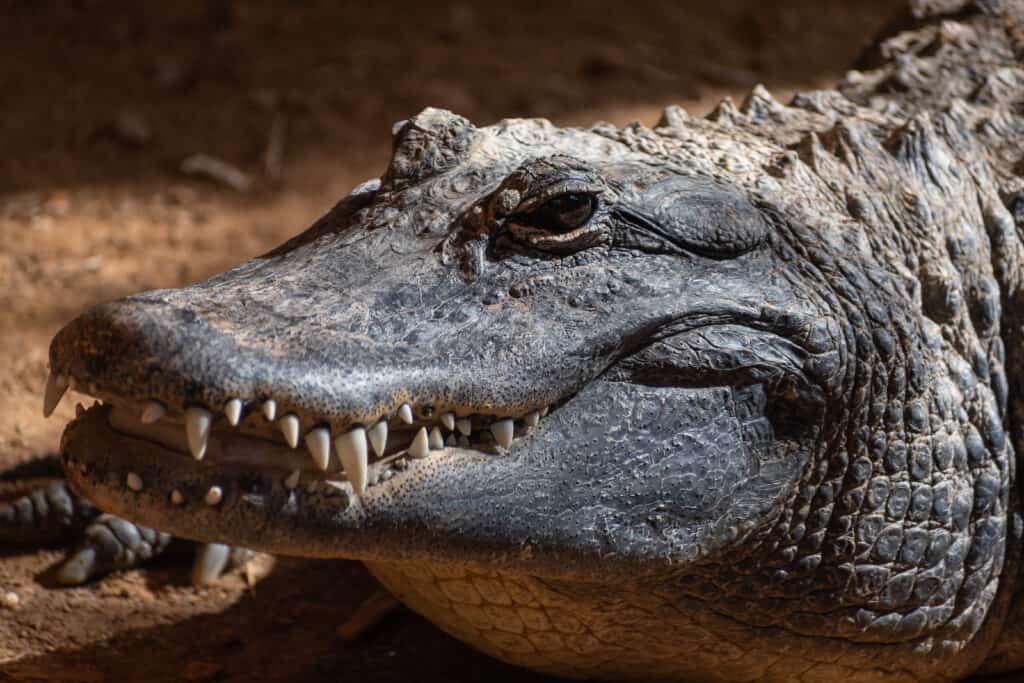 Watch This Angry Alligator Invade A Family's Porch And Refuse To Go ...