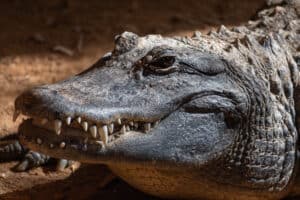 The Incredible Story of How Alligators Got Moved to Alabama Picture