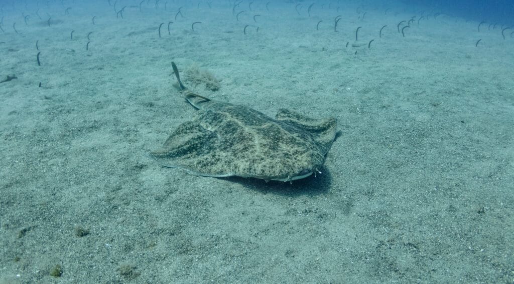 angel shark