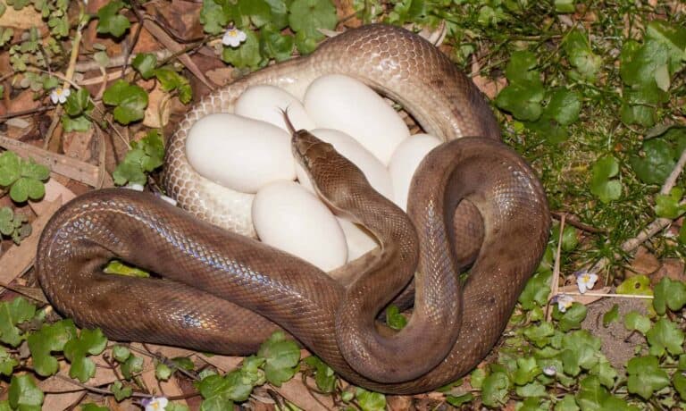 Children's python with eggs
