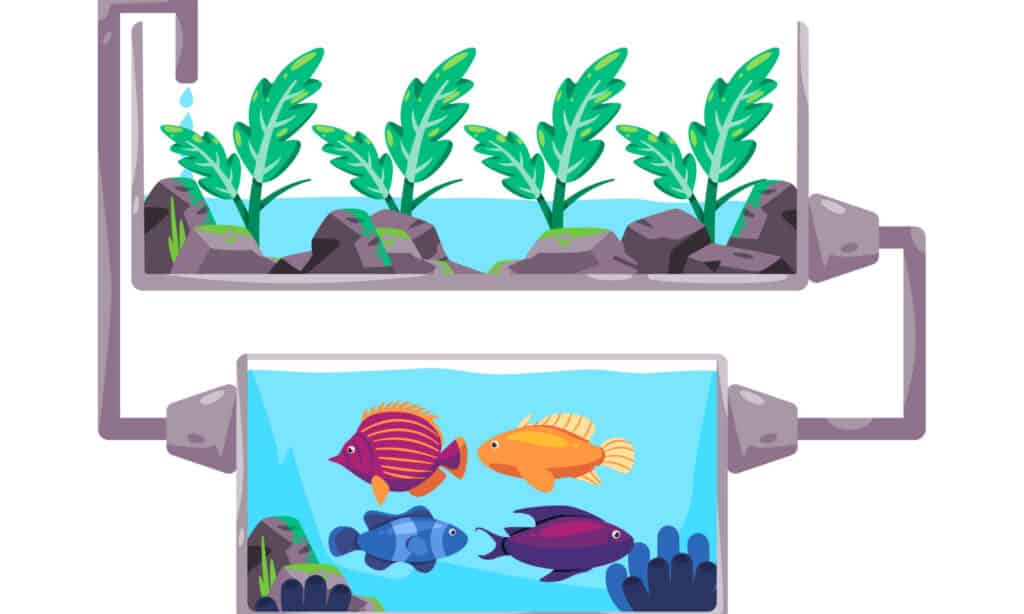 Illustration of how aquaponics work