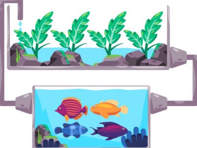 2022'deki En İyi Aquaponics Balık Tankı…