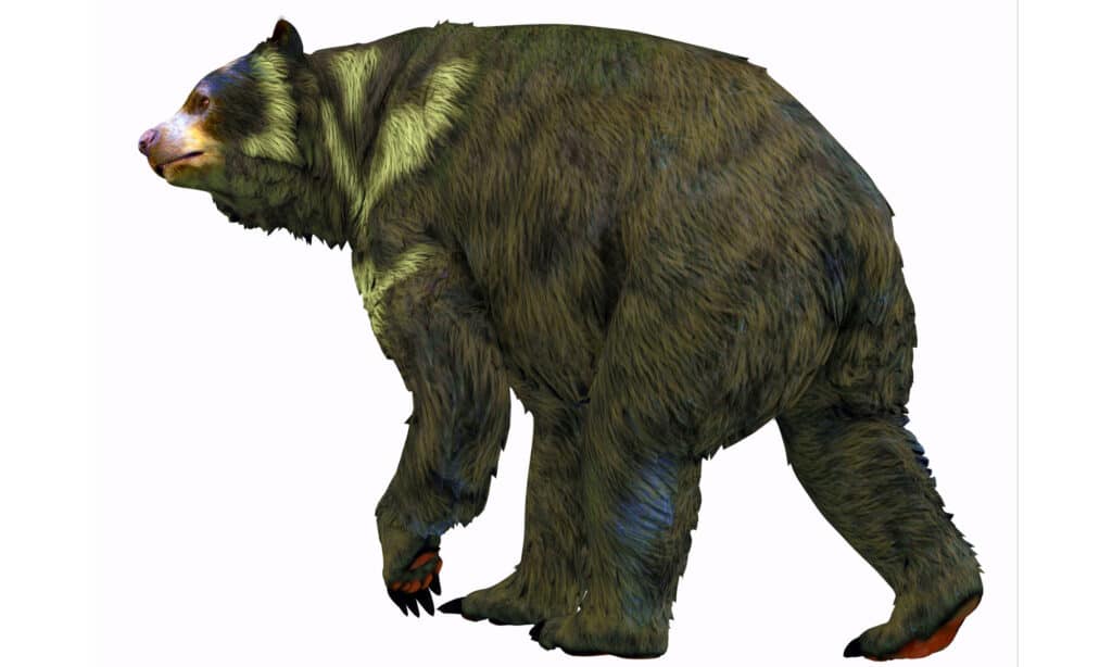 3D rendering of a Short-Faced Bear on a white background