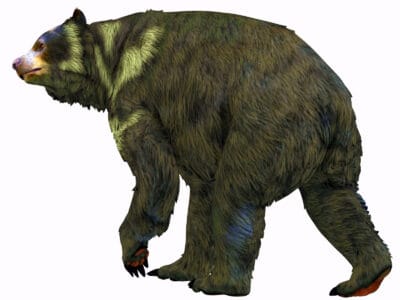 Short-Faced Bear Picture
