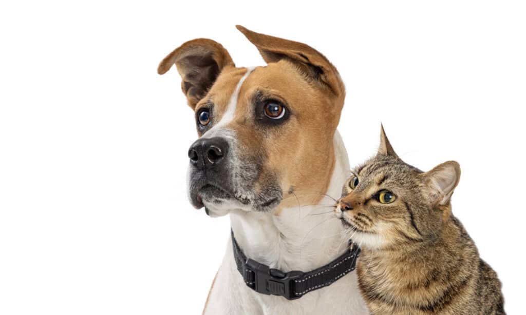 Dog and cat head shot on white background