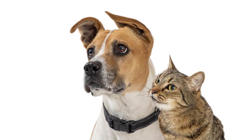 Dog and cat head shot on white background walmart deals