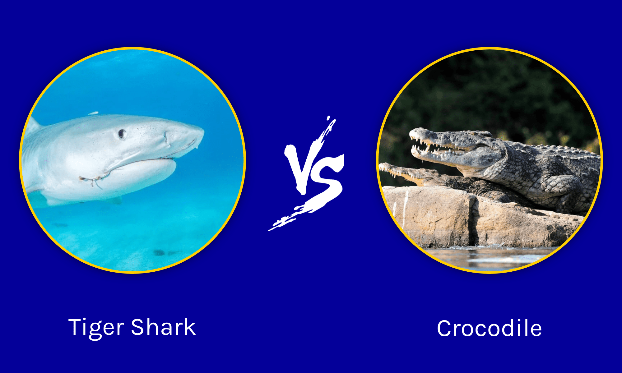 Tiger Shark vs Crocodile: Who Would Win A Fight? - W3schools