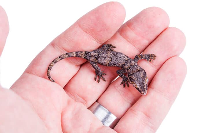 Gargoyle Gecko resting on a human's open palm