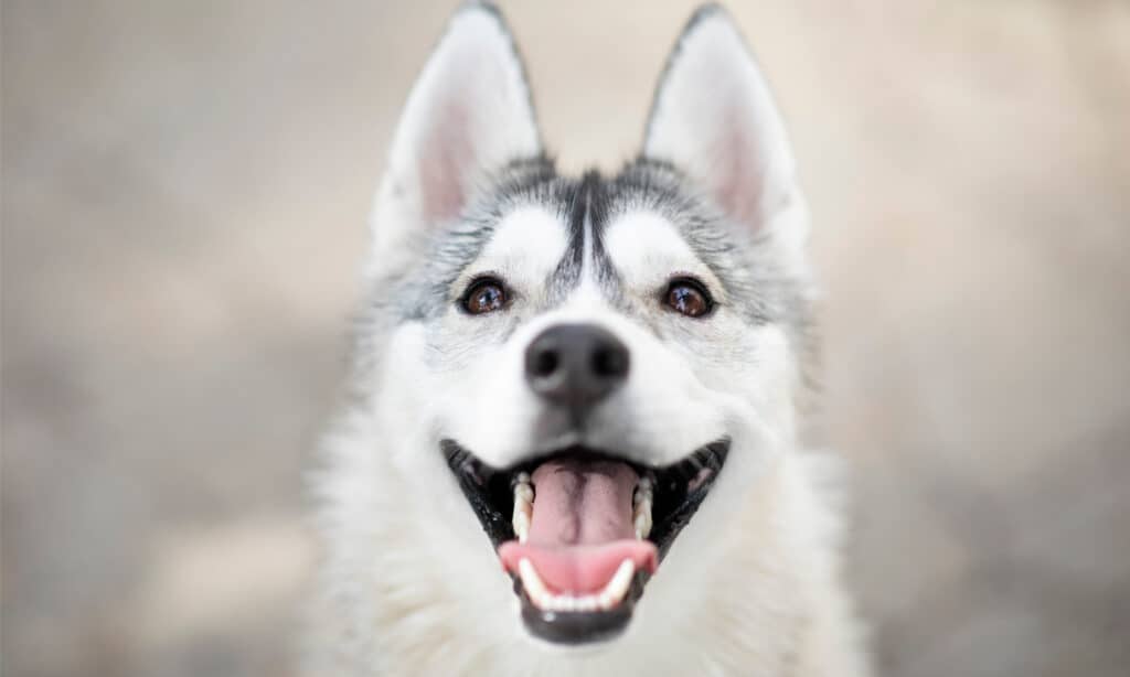 Head shot of a husky with beautiful teeth