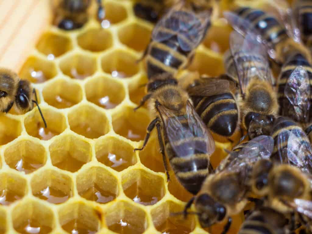 bees making honey