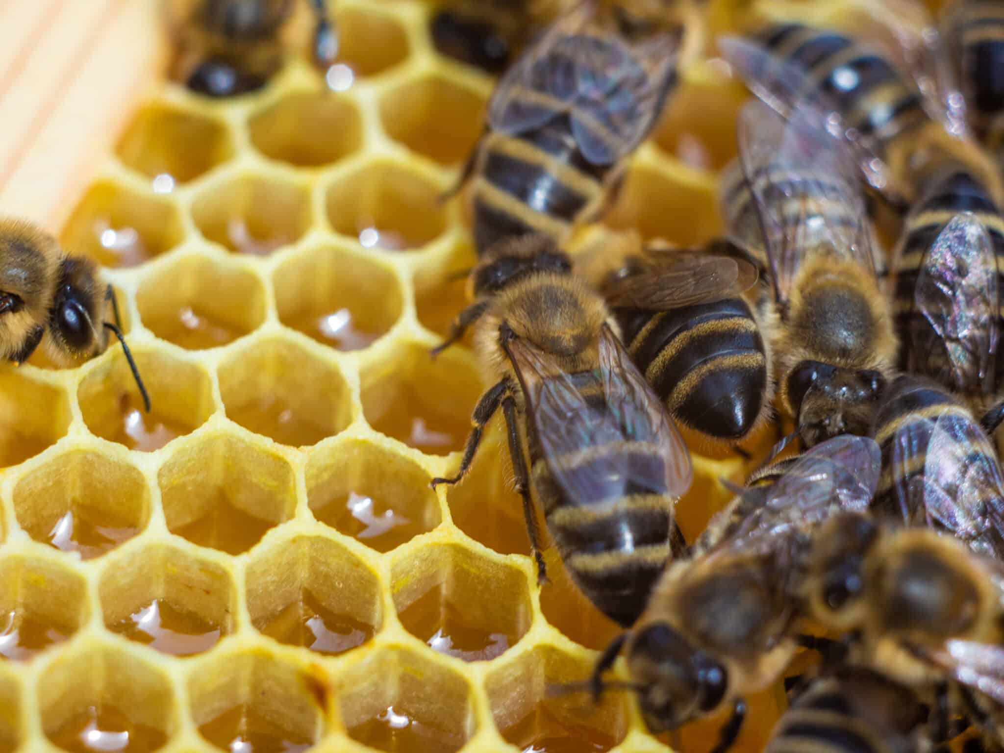 Почему много пчел